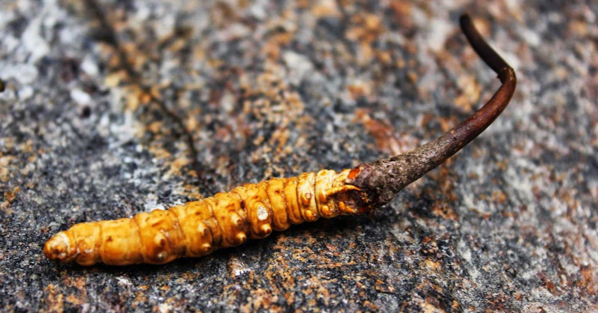 यार्सा संकलक माथी चटयाङ, तीनजना घाइते