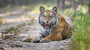 चितवन राष्ट्रिय निकुञ्जले नियन्त्रणमा लिएको बाघ पर्सा पठाइयो