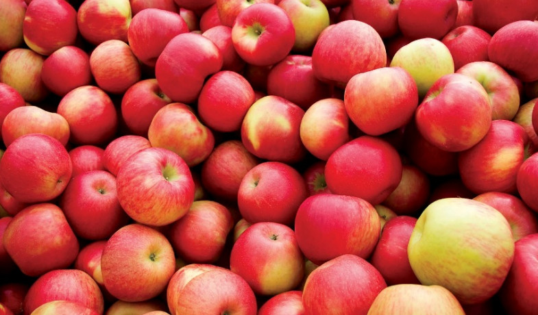 जुम्लामा २० हजार ५११ मेट्रिक टन स्याउ उत्पादन