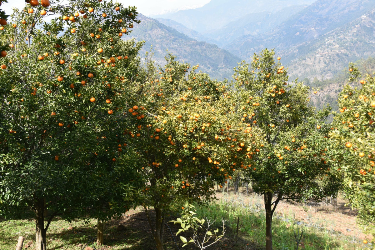 गुल्मीमा यस वर्ष २४ करोड ५० लाख रुपैयाँ बराबरको सुन्तला उत्पादन