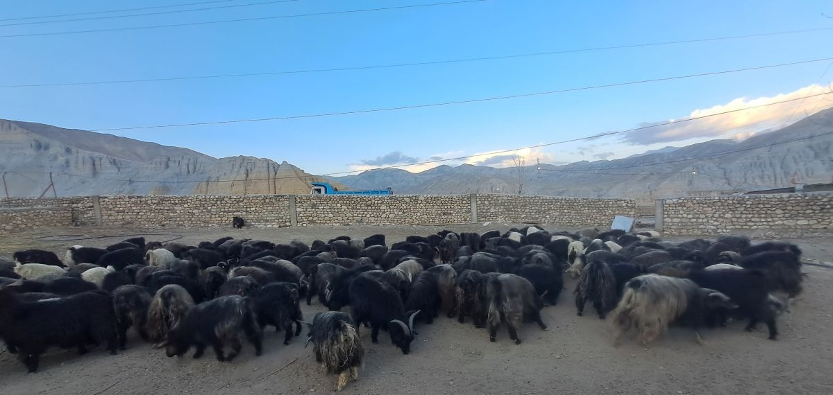 नश्ल सुधार तथा अनुसन्धानस्थल बन्दै मुस्ताङको च्याङ्ग्रा फार्म