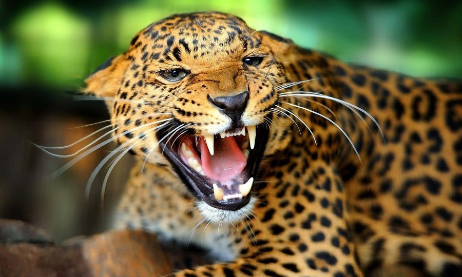 चितुवाको आक्रमणबाट एक युवक घाइते