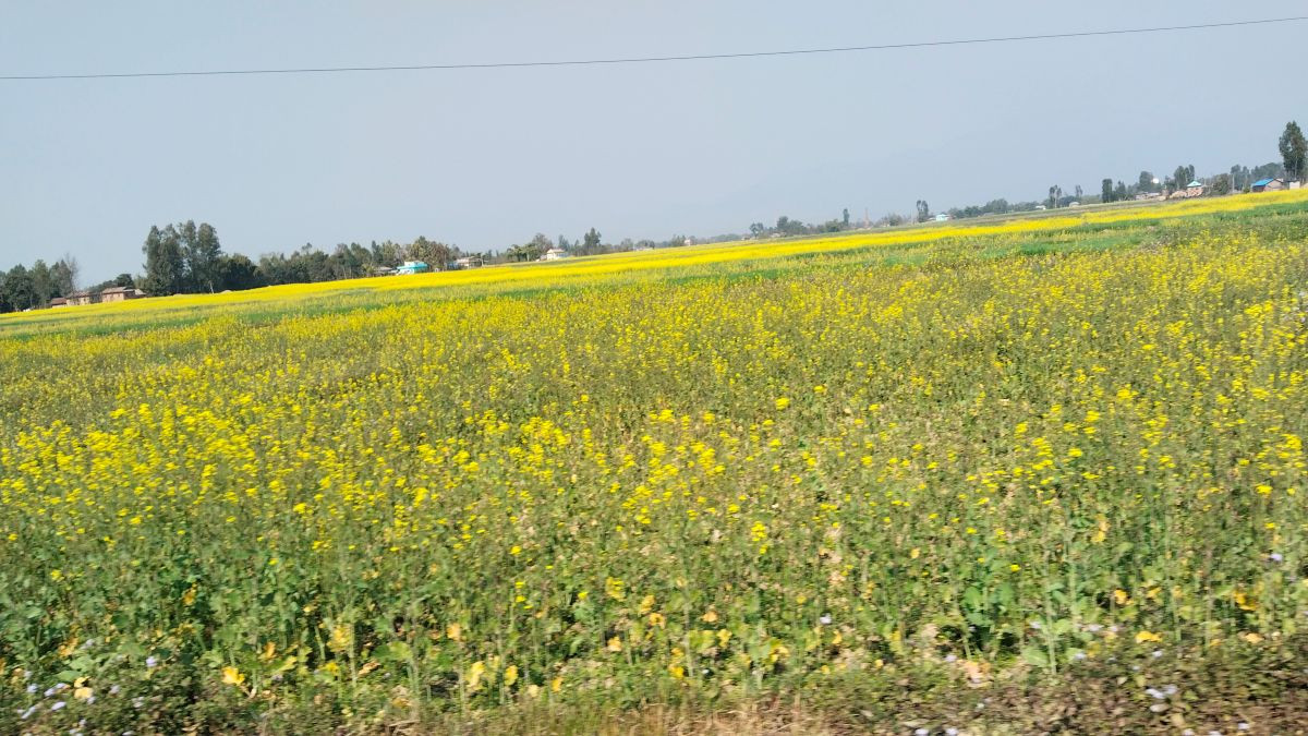 दाङमा तोरीखेतीको क्षेत्रफल र उत्पादन बढ्दै