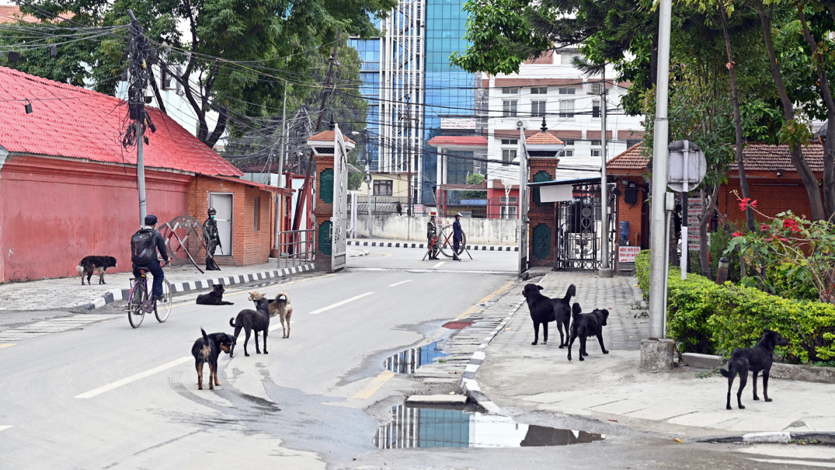 सिंहदरबारभित्र  फोहोरसंगै कुकुरको बिगबिगी
