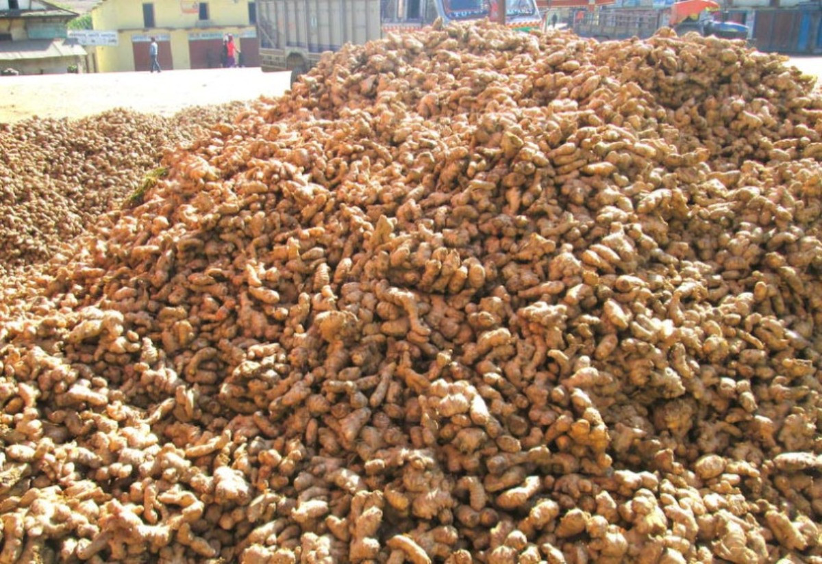 अदुवाको निर्यात १०५ प्रतिशतले वृद्धि