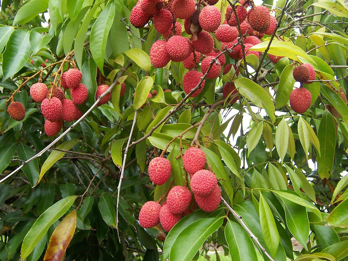 लिचीको बोटमा स्पाइडर माइट्सको प्रकोप