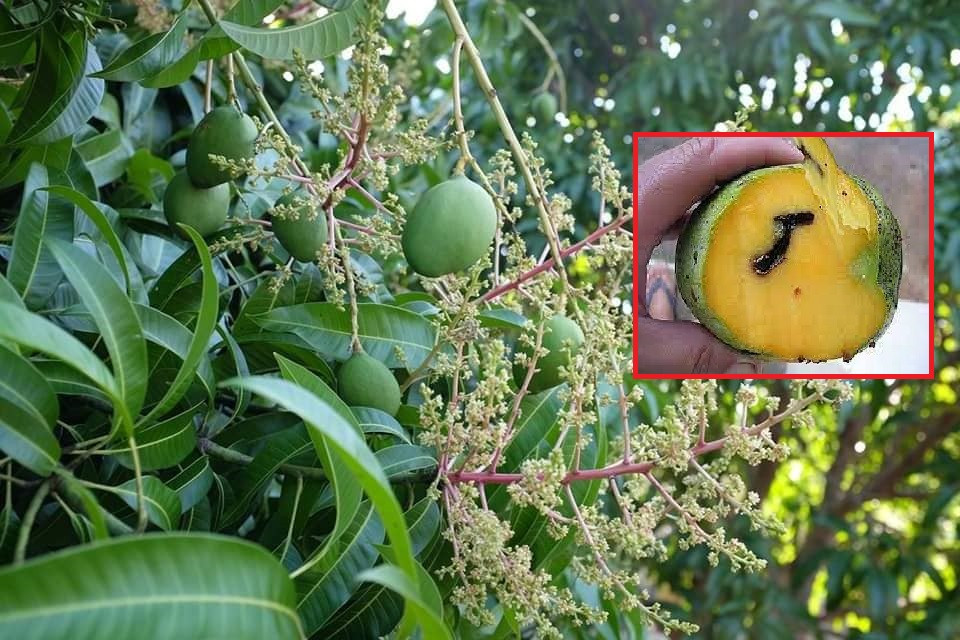 लटरम्म फूलेको आँपमा फड्के किराको प्रकोप