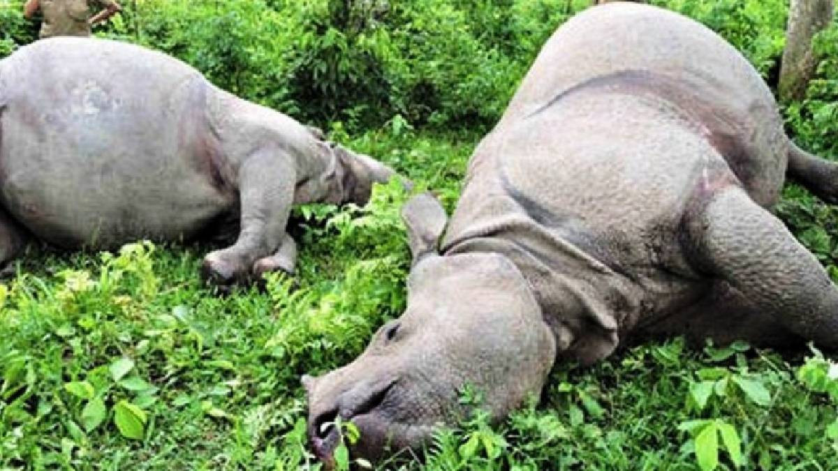 निकुञ्जमा गैँडा मृत फेला, खाग र खुर भेटिएन