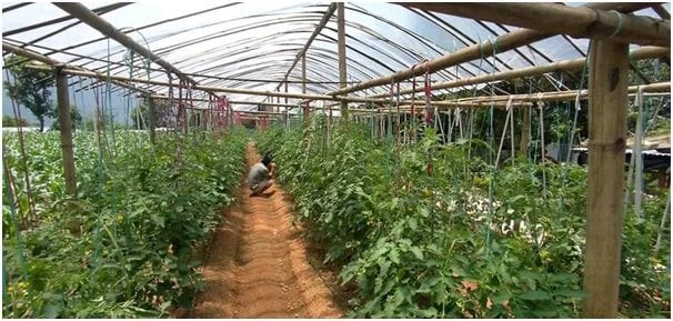 लगातारको हावाहुरीबाट निरास छन् फलफूल र तरकारी किसान