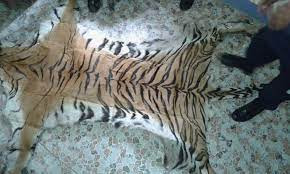 बाघको छाला र हड्डीसहित दुईजना पक्राउ