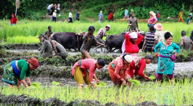 आज असार १५ गते, राष्ट्रिय धान दिवस मनाइदै