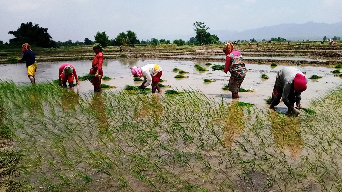 धान दिवसमा कर्णालीमा सार्बजनिक बिदा, जुम्लामा भने नहुने