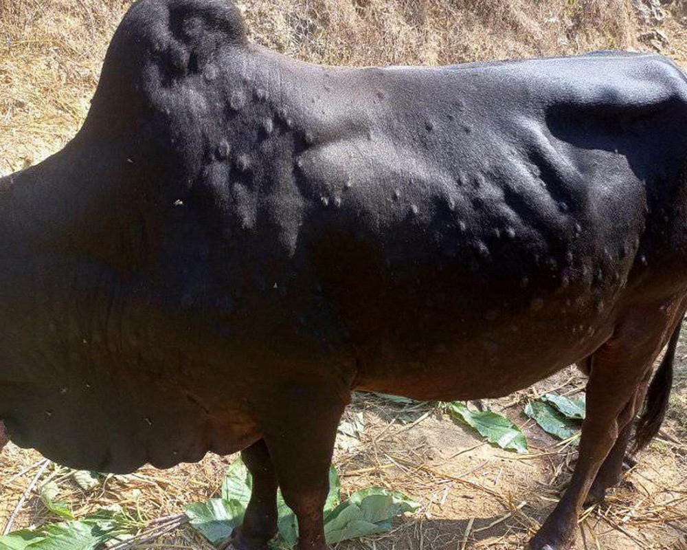गोरखामा ‘लम्पी स्किन’ले गोरु मर्न थालेपछि रोपाइँमा बाधा