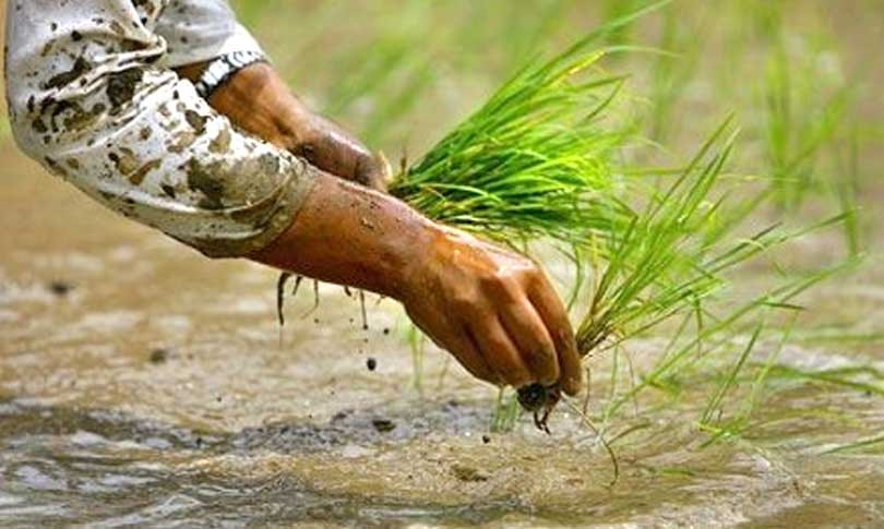 बैतडीमा ९० प्रतिशत रोपाइँ सम्पन्न