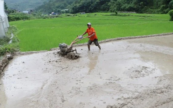 गाउँमा ट्र्याक्टरले रोपाइँ, किसानले पाल्न छाडे गोरु