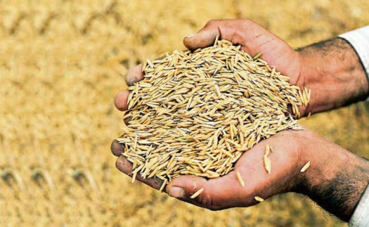 भारतबाट धान नल्याए चाडपर्वमा चामल अभाव हुने