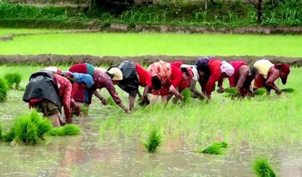 लमजुङमा ६५ प्रतिशत रोपाई