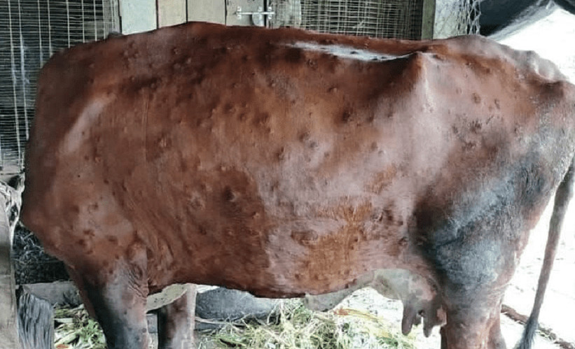 नवलपुरमा ‘लम्पी स्किन’बाट चारसय गाईभैँसी मरे
