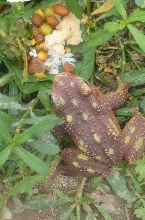 भक्तपुरका भ्यागुतालाई भोज ! (फिचरसहित)