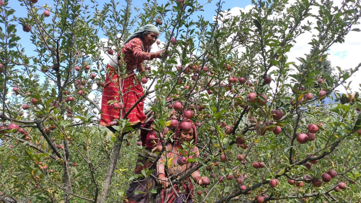 जुम्लाका किसान स्याउ टिप्न व्यस्त