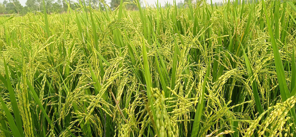 धानबालीमा ग्वारो फैलिदा पर्साका किसान चिन्तित
