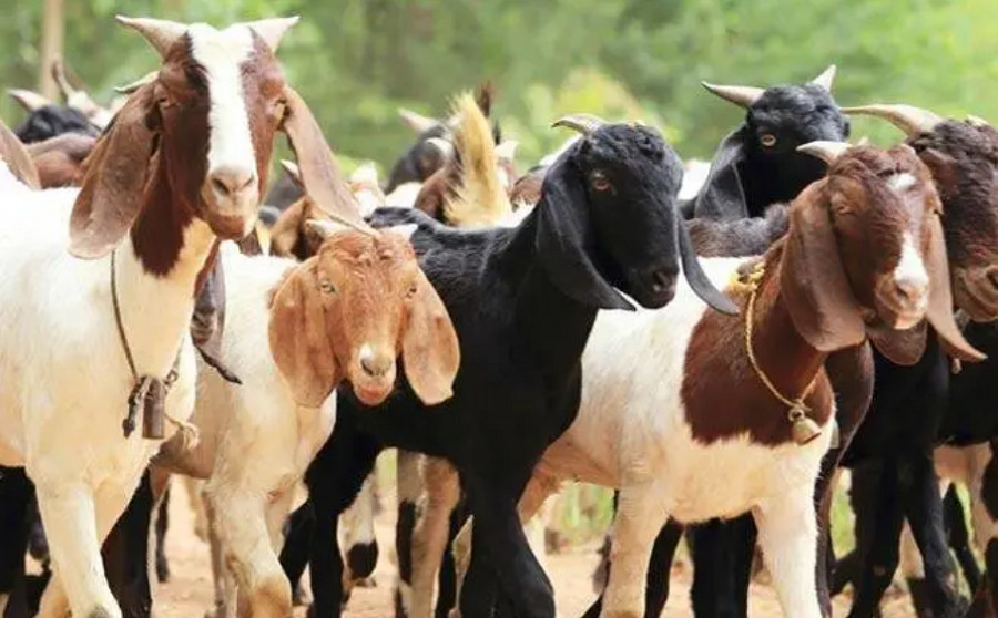 छात्रवृत्तिमा विद्यार्थीलाई बाख्रा