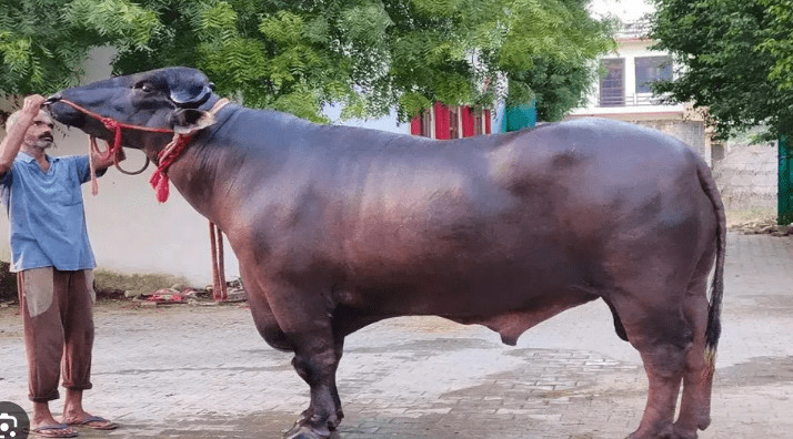 आज दिउँसो १५ वटा मुर्रा राँगा रुपैडिया नाका आइपुग्ने