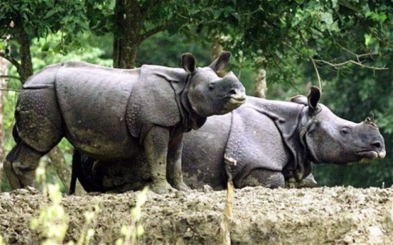 धराप थापेर दुई पोथी गैँडा मार्ने गिरोह समातियो
