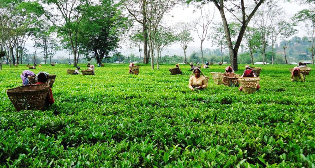 अर्बौं विदेशी मुद्रा भित्र्याउने चिया व्यवसाय संकटमा