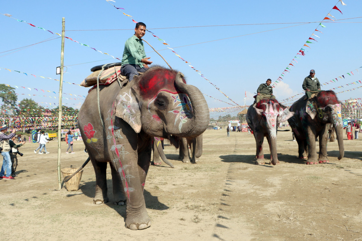हात्ती सुन्दरीको उपाधि सेल्फीकलीलाई