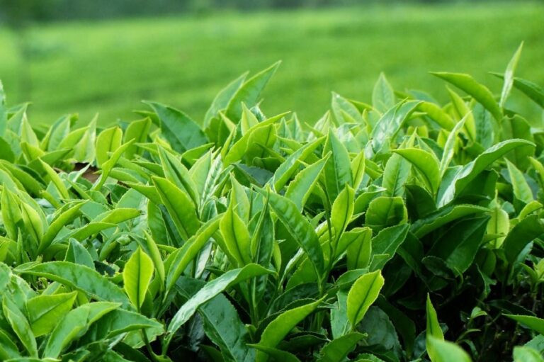 कर्णालीमा चिया र कफी खेतीको सम्भावनाबारे छलफल
