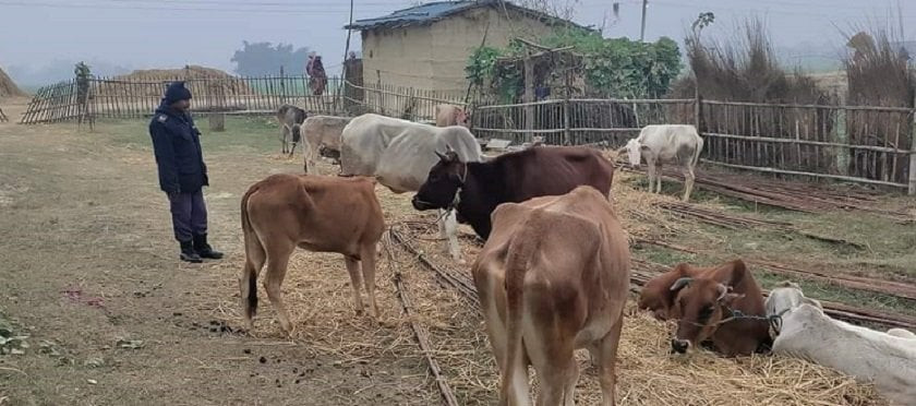 भारततर्फ लैजाँदै गरेका गाई र गोरु बरामद