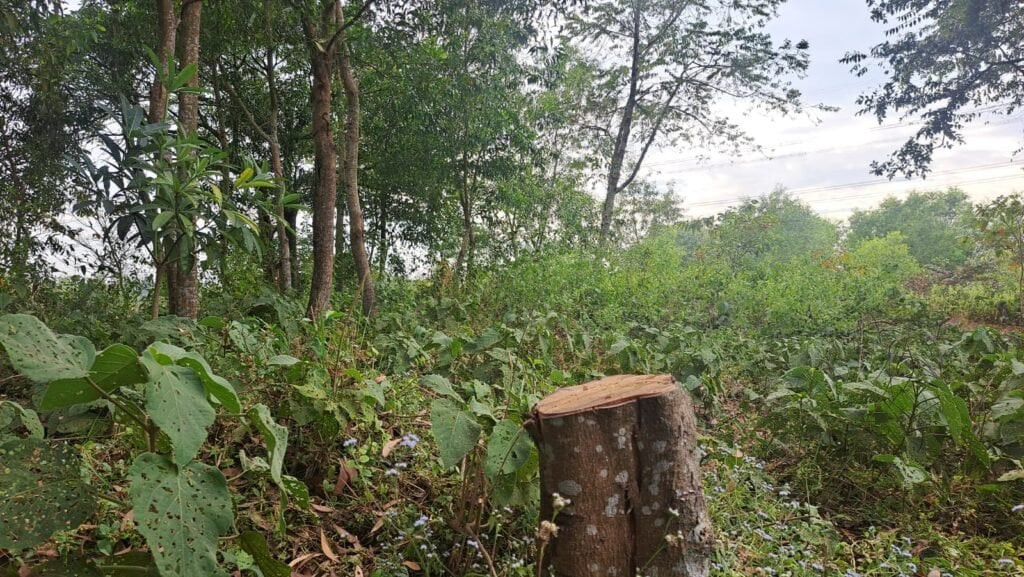 कैलालीमा अतिक्रमणले वन मासिँदै