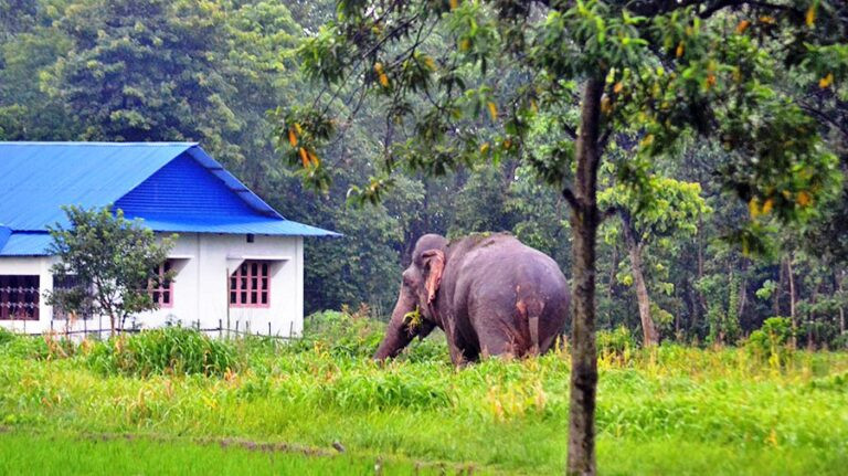हात्ती धपाउन स्थानीयवासीलाई साइरन