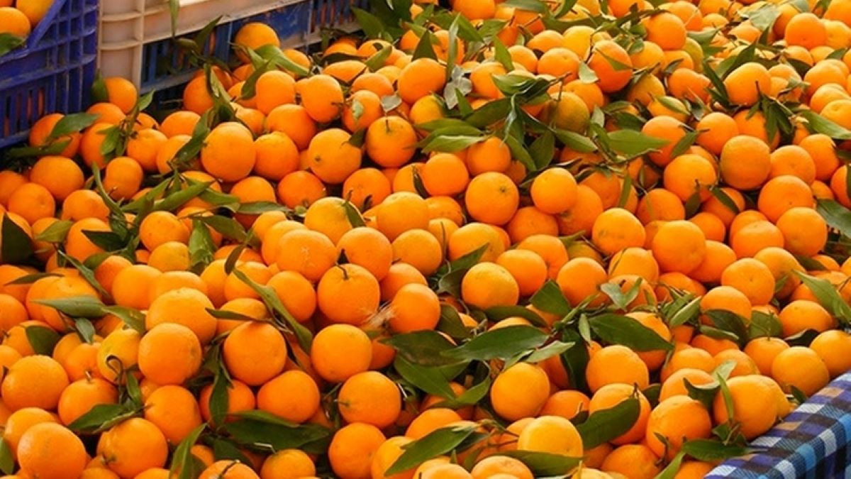 सुन्तला बगैँचा व्यवस्थापनमा किसान व्यस्त