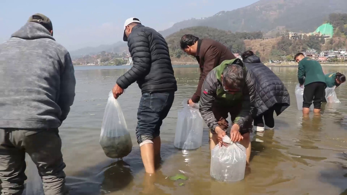 सिमसार दिवसका अवसरमा फेवातालमा माछाको भुरा छोडियो