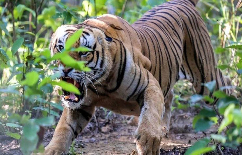 दुईजनाको ज्यान लिएको नरभक्षी बाघको मृत्यु