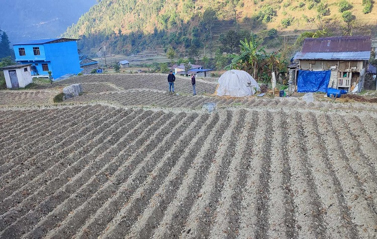 किसानलाई आलु खेतीतर्फ आकर्षित गर्न क्षेत्र विस्तार