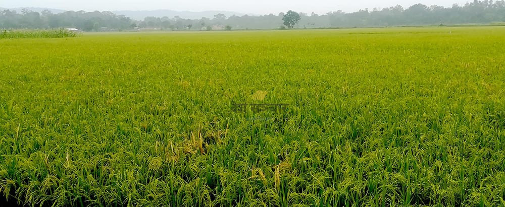 सिँचाइ अभावले चैते धानखेती संकटमा