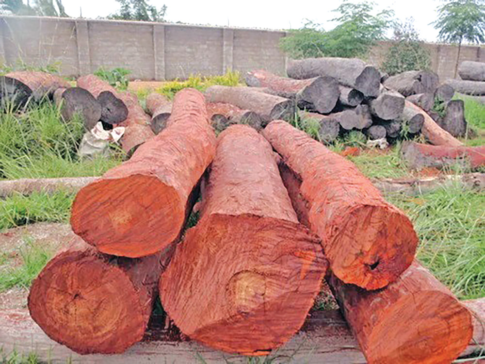 भारत फिर्ता गरिँदै रक्तचन्दन