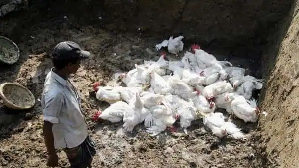 भारतमा बर्डफ्लुको प्रकोप, झण्डै एक हजार पक्षी मारिए