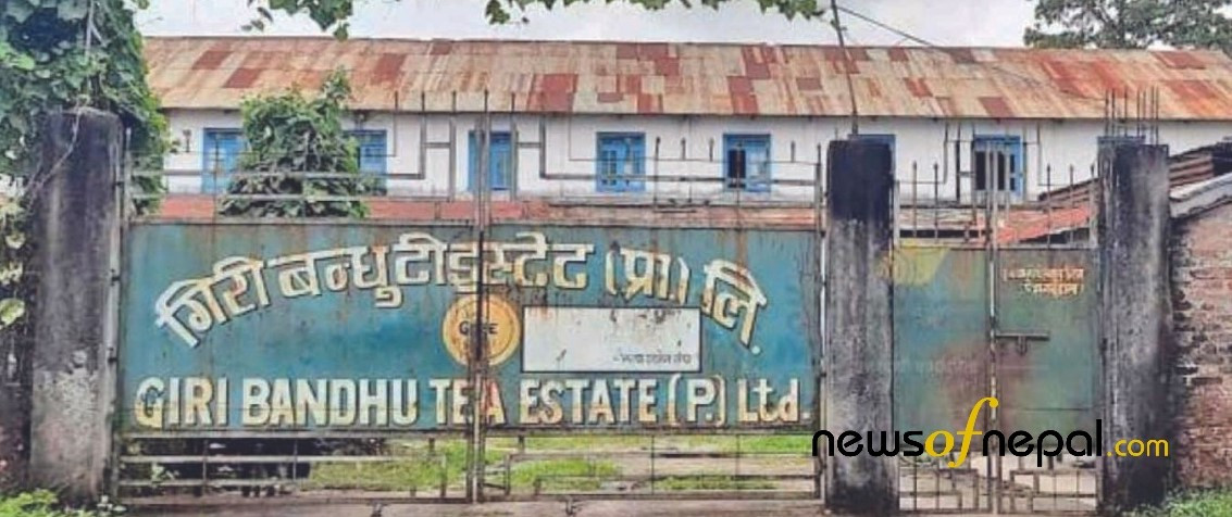 गिरीबन्धु टी-स्टेट प्रकरण : ५ सय जनाको ५ लाखदेखि १० करोडसम्म फस्ने खतरा