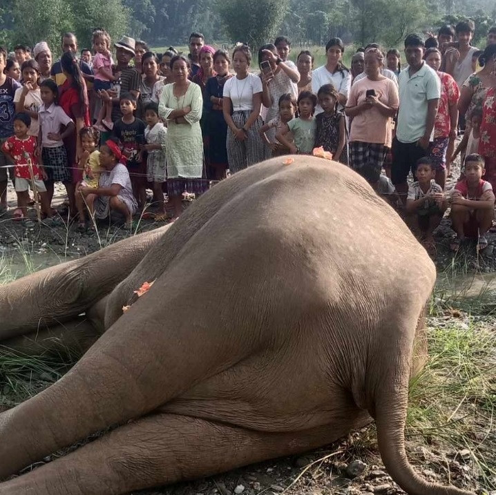 झापामा हात्ती मृत फेला