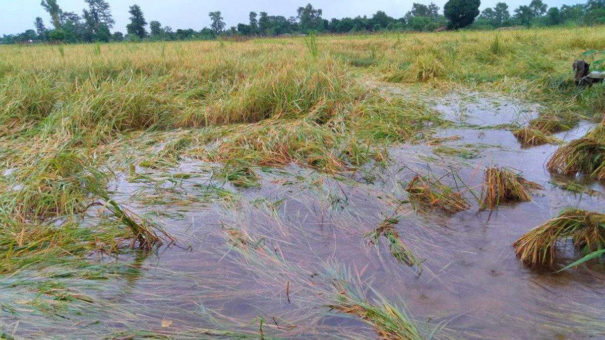बारामा छ हजार चार सय ७२ हेक्टर धानबाली डुबानमा