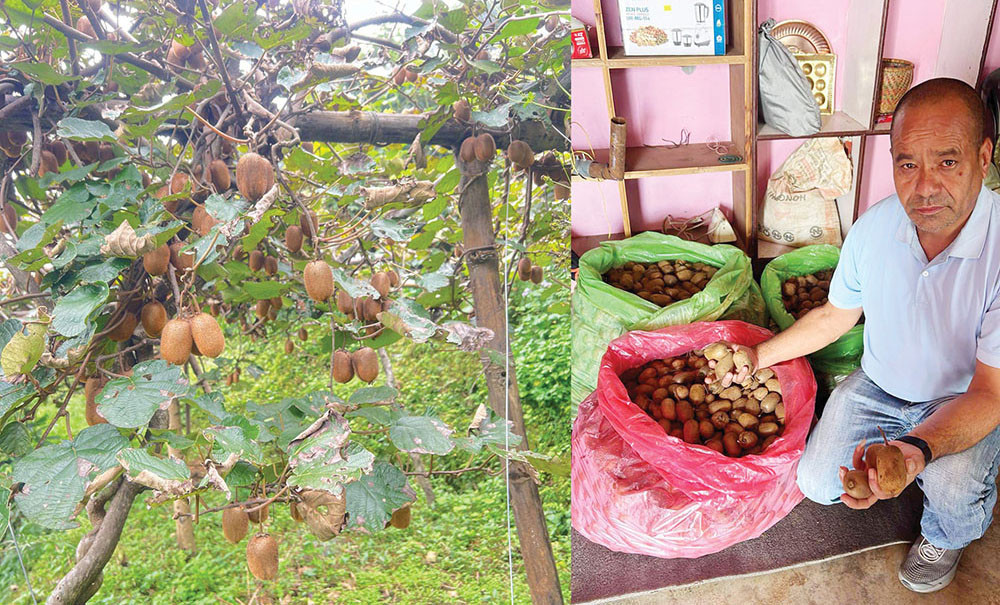 वडाको कामसँगै किबी खेतीमा व्यस्त बागलुङका वडाध्यक्ष थापा