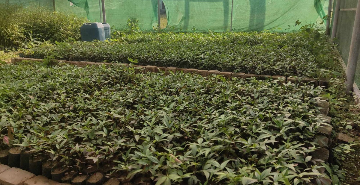 टिमुरका बिरुवा बेचेर वार्षिक दुई लाख रुपैयाँ आम्दानी