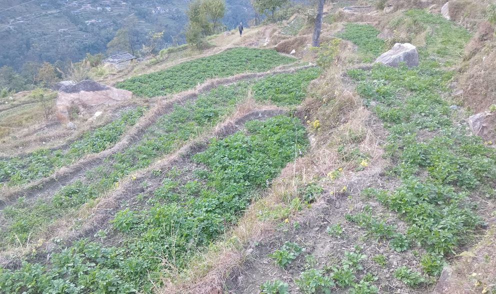म्याग्दीमा आलु प्रवर्द्धन कार्यक्रम : आठ सय रोपनीमा खेती विस्तार