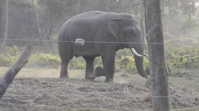 कोशी प्रदेशमा जङ्गली हात्तीको उपद्रो बढ्दै