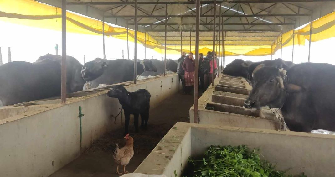 विदेशबाट फर्केर भैंसीपालन, मासिक लाख कमाइ