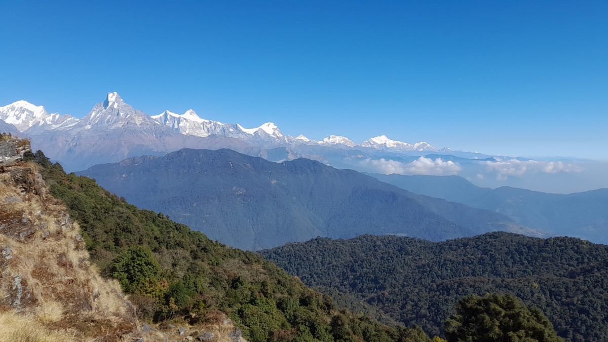 पर्वतबाट बहुमूल्य जडीबुटीको चोरीनिकासी बढ्दो